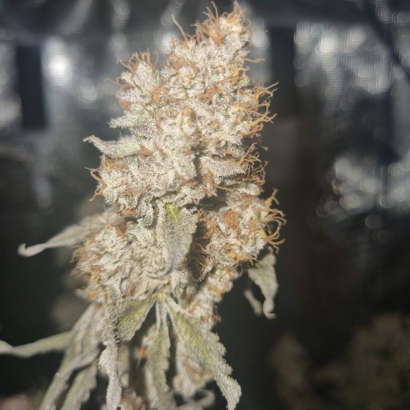 Nasiona marihuany White Runtz - opis odmiany konopi