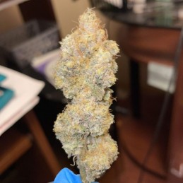 Nasiona marihuany Vanilla Frosting - opis odmiany konopi