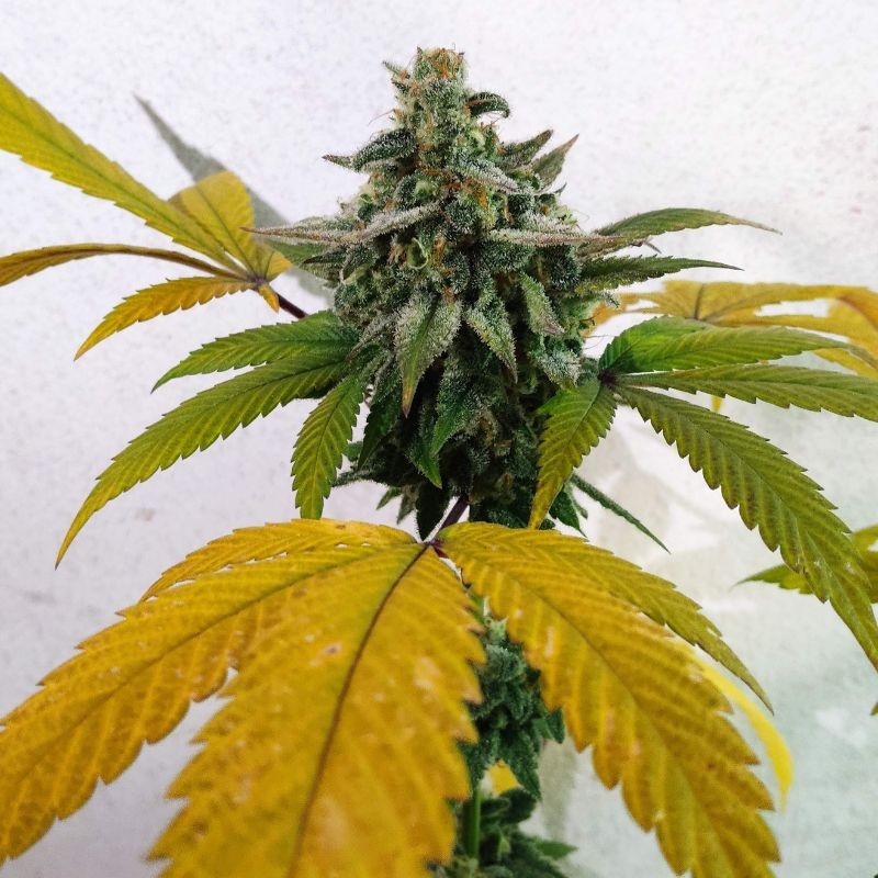 Nasiona marihuany UMME - opis odmiany konopi