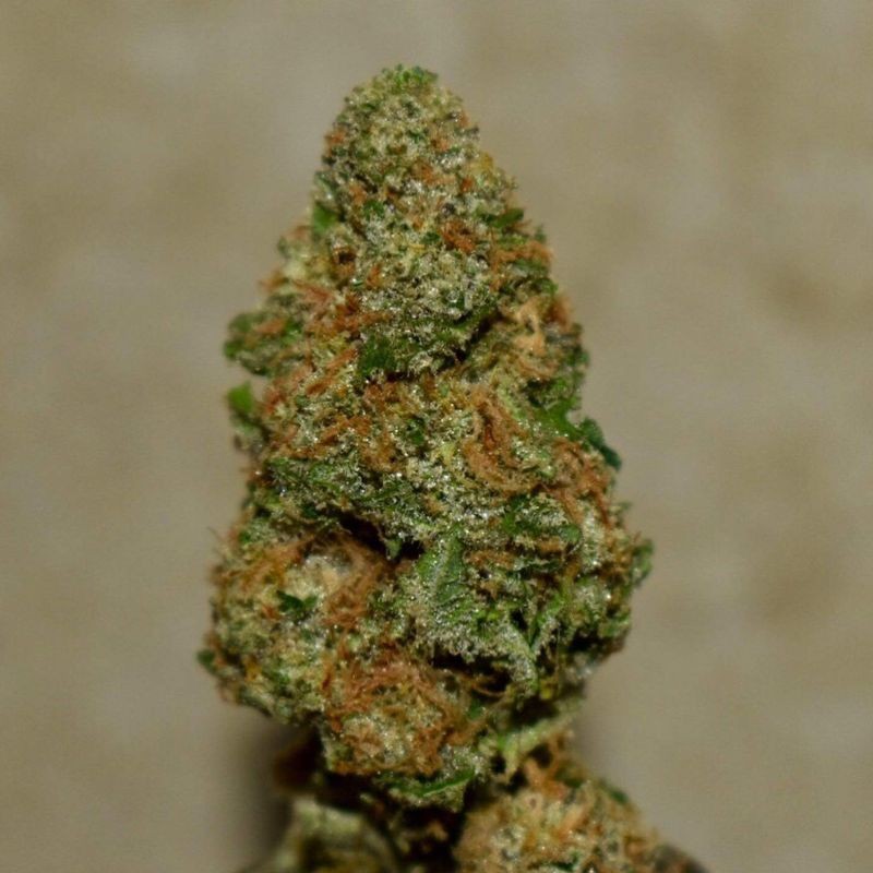 Nasiona marihuany Strawberry Tree - opis odmiany konopi