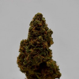 Nasiona marihuany Sour Betty - opis odmiany konopi