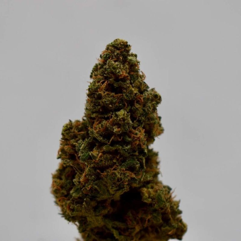 Nasiona marihuany Sour Betty - opis odmiany konopi