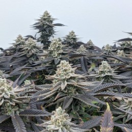 Nasiona marihuany Sour Apple - opis odmiany konopi