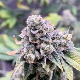 Nasiona marihuany Slurricane - opis odmiany konopi