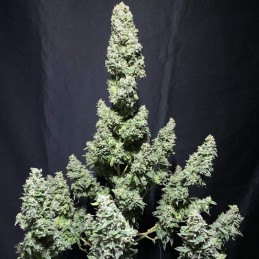 Nasiona marihuany Sleepy Joe - opis odmiany konopi