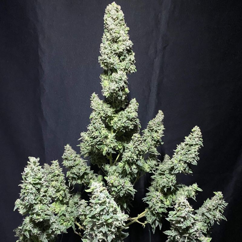 Nasiona marihuany Sleepy Joe - opis odmiany konopi