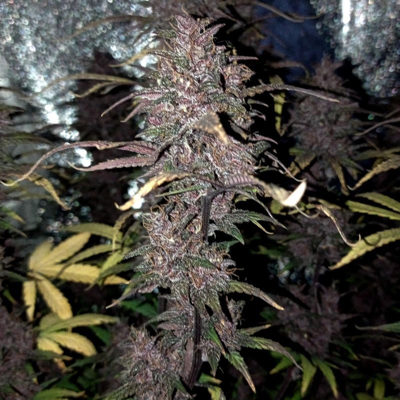 Nasiona marihuany automatyczne Purple Domina Auto - opis odmiany konopi