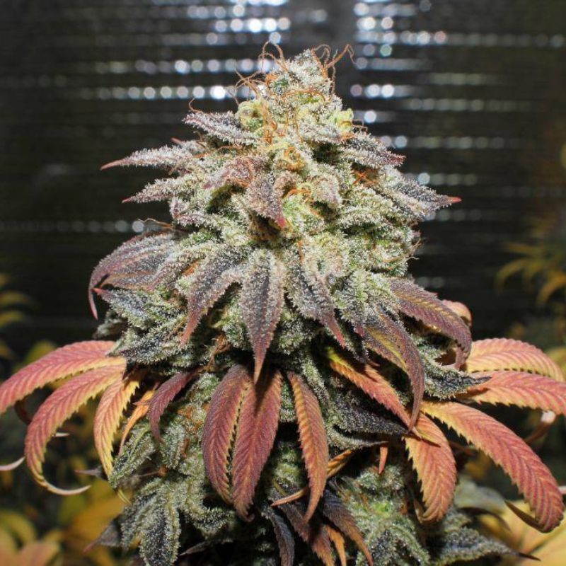 Nasiona marihuany Original Gorilla 4 - opis odmiany konopi