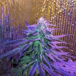 Nasiona marihuany Nova OG - opis odmiany konopi