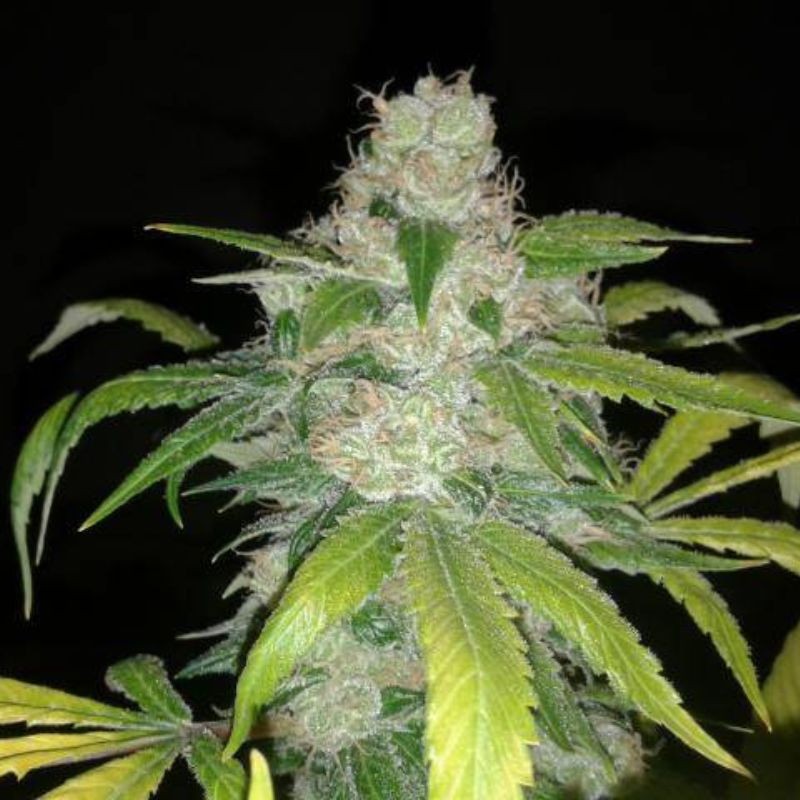 Nasiona marihuany Mob Boss - opis odmiany konopi