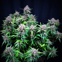Nasiona marihuany Imperium X - opis odmiany konopi