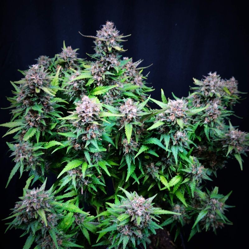Nasiona marihuany Imperium X - opis odmiany konopi