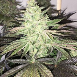 Nasiona marihuany Haze Queen - odmiana konopi