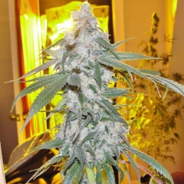 Nasiona marihuany Gelato Dream - odmiana konopi