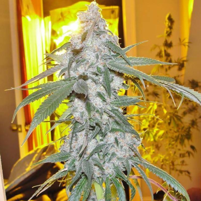 Nasiona marihuany Gelato Dream - odmiana konopi