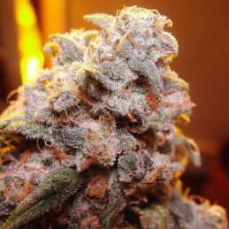Nasiona marihuany A-Train - odmiana konopi