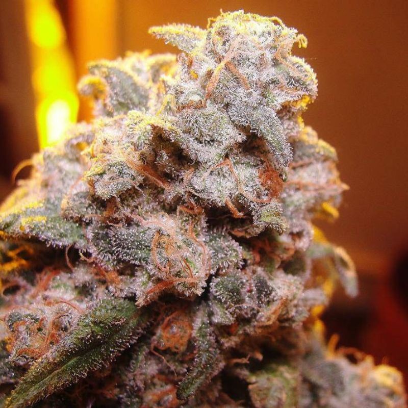 Nasiona marihuany A-Train - odmiana konopi