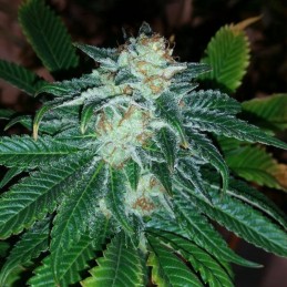 Nasiona marihuany Future 1 - odmiana konopi
