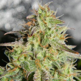 Nasiona marihuany automatyczne Fat Monkey Auto - odmiana konopi