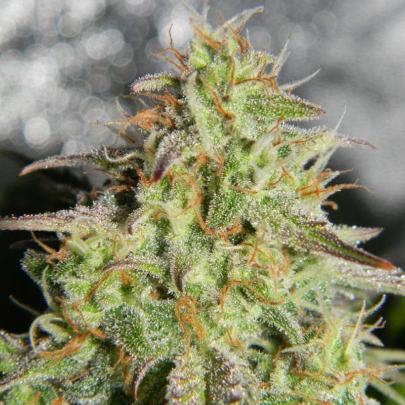Nasiona marihuany automatyczne Fat Monkey Auto - odmiana konopi