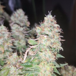 Nasiona marihuany Amnesia Flash - odmiana konopi
