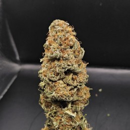 Nasiona marihuany automatyczne Amnesia Flash Auto - odmiana konopi