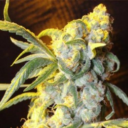 Nasiona marihuany Anesia Scout Cookies - odmiana konopi