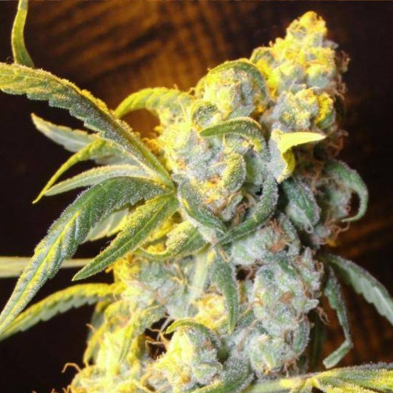 Nasiona marihuany Anesia Scout Cookies - odmiana konopi