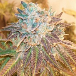 Nasiona marihuany Bola Mintz - odmiana konopi