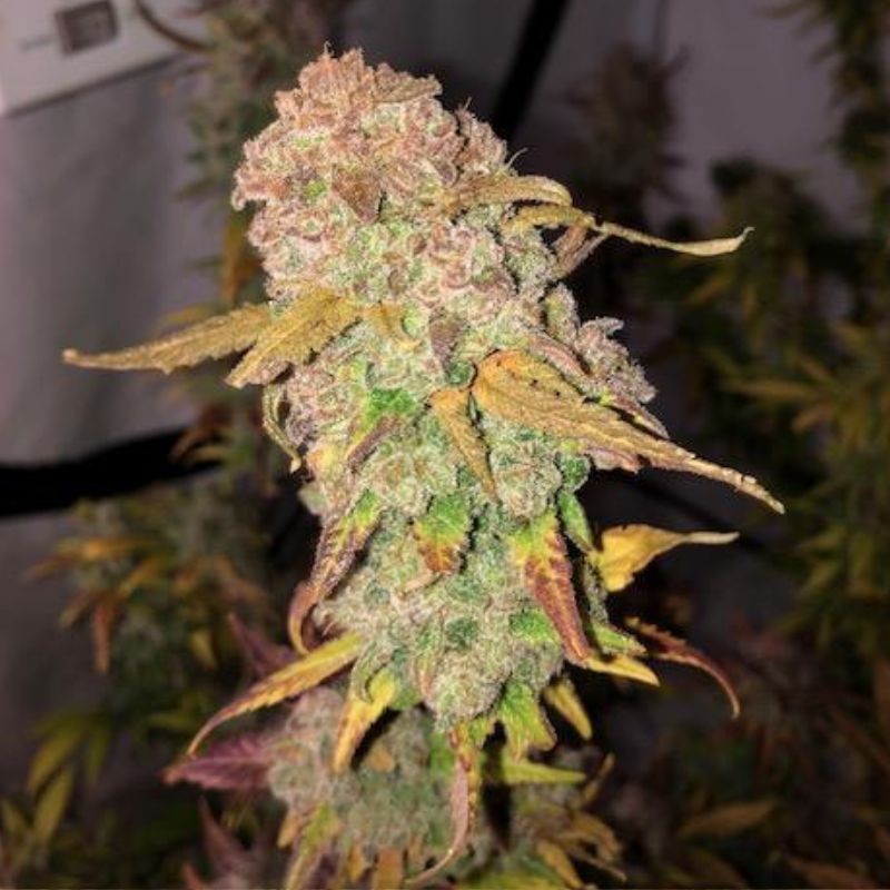 Nasiona marihuany Blackberry Moonrocks - odmiana konopi