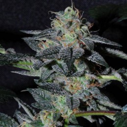 Nasiona marihuany automatyczne Auto Betty - odmiana konopi