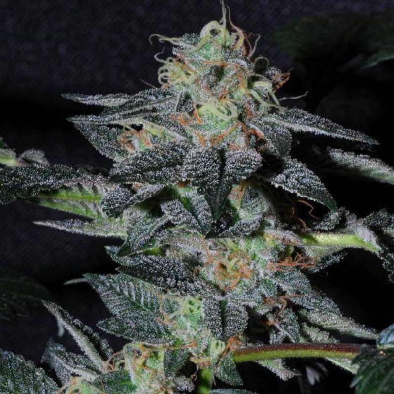 Nasiona marihuany automatyczne Auto Betty - odmiana konopi