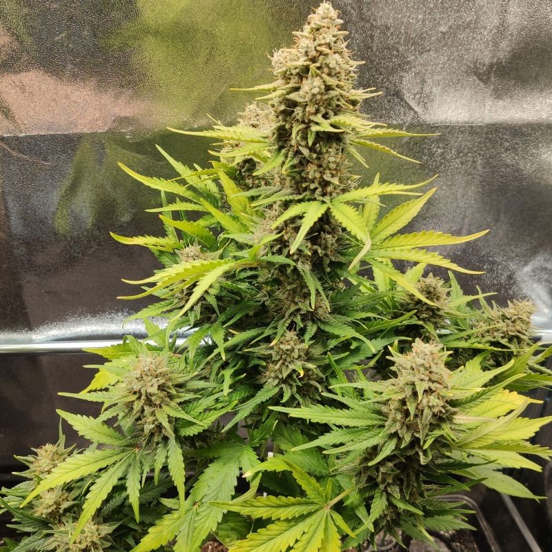 Nasiona marihuany Big Bazooka Auto - odmiana konopi