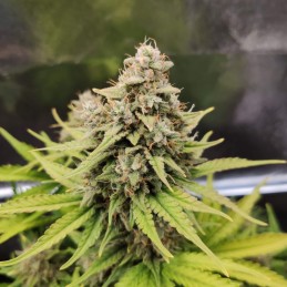 Nasiona marihuany Big Bazooka - odmiana konopi