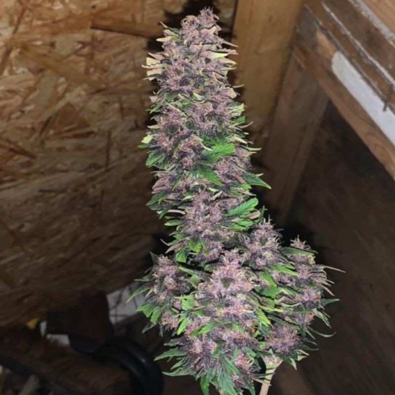 Nasiona marihuany automatyczne Auto Blackberry Moonrocks - odmiana konopi