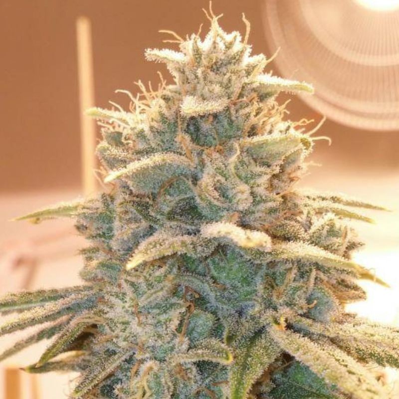 Nasiona marihuany Banana MAC - odmiana konopi