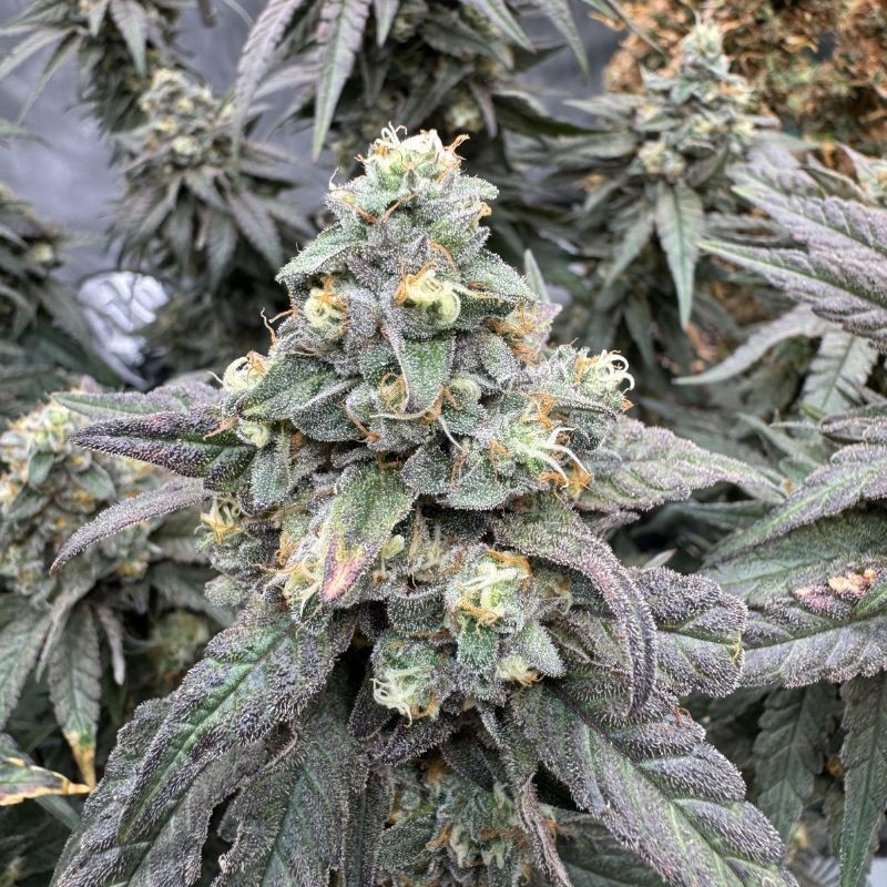 Nasiona marihuany automatyczne Auto Blueberry Banana - odmiana konopi