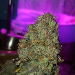 Nasiona marihuany automatyczne Banana Kush Auto - odmiana konopi