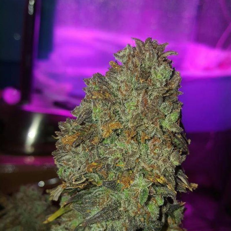 Nasiona marihuany automatyczne Banana Kush Auto - odmiana konopi