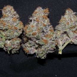 Nasiona marihuany automatyczne Auto Future 1 - odmiana konopi