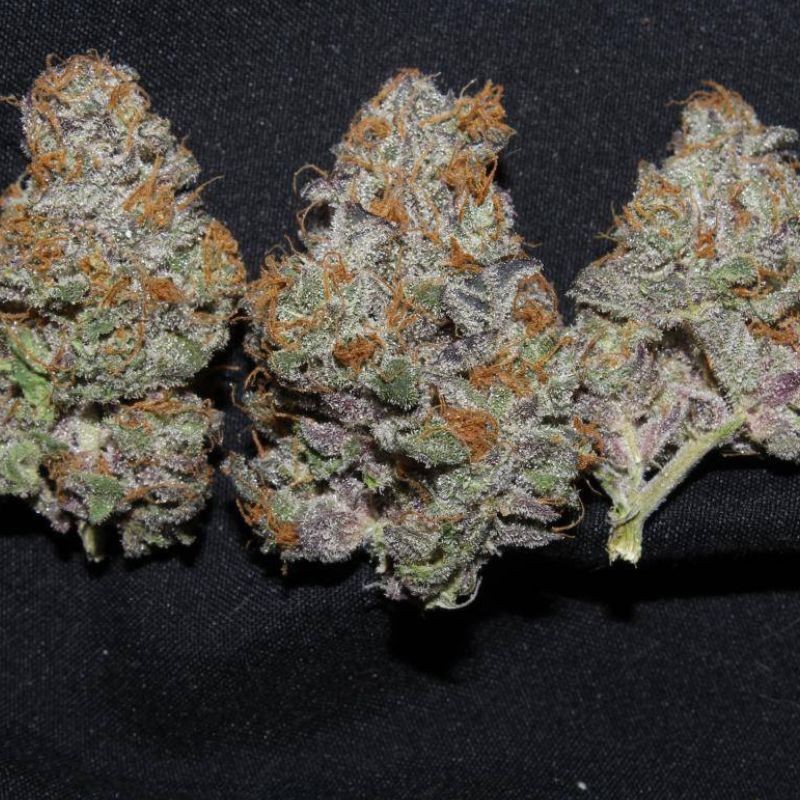 Nasiona marihuany automatyczne Auto Future 1 - odmiana konopi