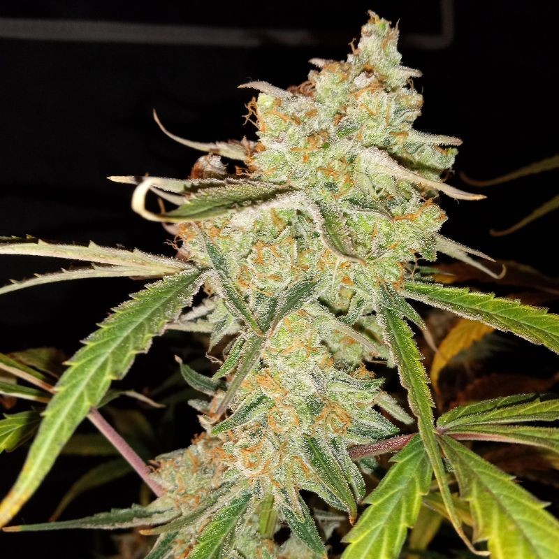 Nasiona marihuany automatyczne Auto Lemongrass - odmiana konopi