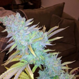 Nasiona marihuany automatyczne Auto Strawberry Banana - odmiana konopi