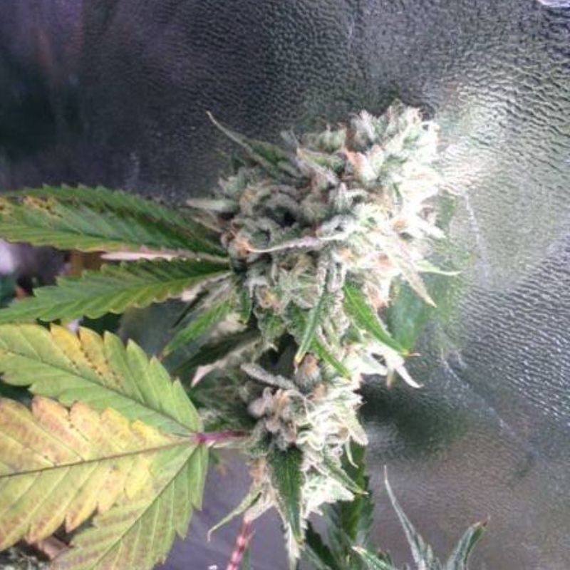 Nasiona marihuany automatyczne Auto Nova OG - odmiana konopi