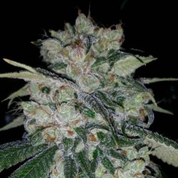 Nasiona marihuany Trans Siberian Auto - opis odmiany konopi