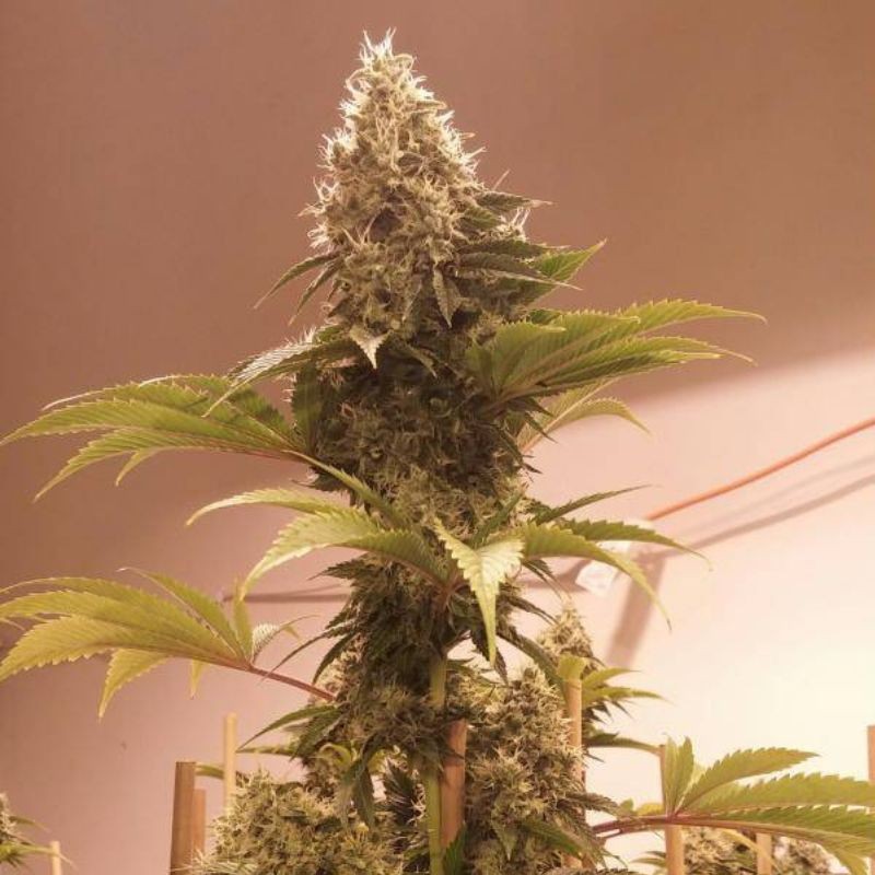 Nasiona marihuany automatyczne Sucker Punch Auto - opis odmiany konopi