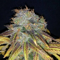 Nasiona marihuany automatyczne Hijack Auto - opis odmiany konopi