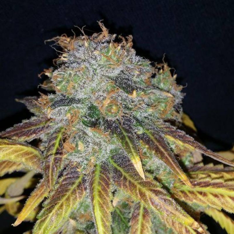 Nasiona marihuany automatyczne Hijack Auto - opis odmiany konopi
