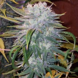 Nasiona marihuany automatyczne Auto Ponder - odmiana konopi