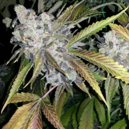 Nasiona marihuany automatyczne Berry Ryder Auto - odmiana konopi